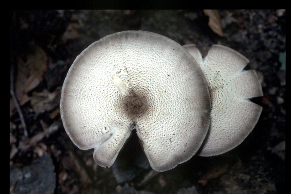 ShroomCaps