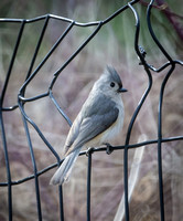 Central Park Birding 3-30-2013