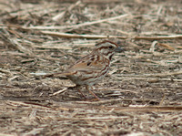 Chicago Birding 4-29-2013 Montrose