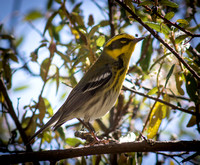 Townsend's Warbler