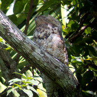 great potoo