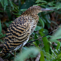 juvenile tiger heron